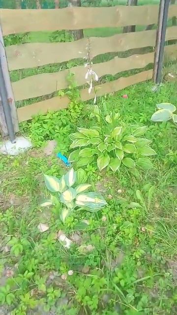 Чудная хоста