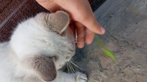 я показал коту богомола и результат удивил