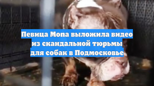 Певица Mona выложила видео из скандальной тюрьмы для собак в Подмосковье