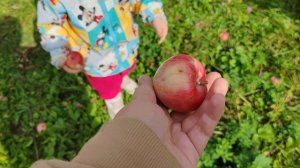 06-09-2025 собираем яблоки в деревне