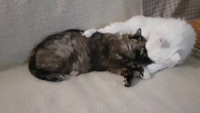 Леся и Сёма - Кошачье блаженство