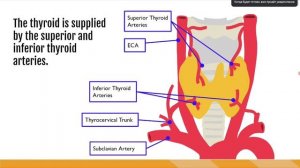 Щитовидная железа анатомия, лекция для врачей УЗИ 1 (сон)