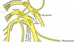 КАУДАЛЬНЫЕ НЕРВЫ ствола головного мозга (11 и 12 пары ЧМН) и их патология (неврология)
