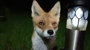 (1107) Лиса приходит в гости. Сентябрь 2025.