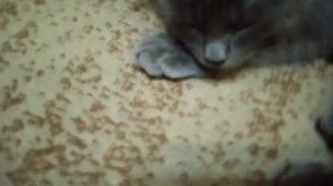 котик котик котик~