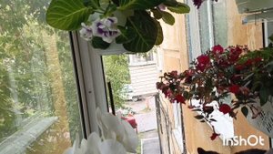 замена проводки! как себя чувствуют мои котики и цветочки! хроника дней суровых 😁🙏🤦♀