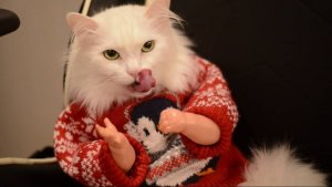 ПРИКОЛЫ С ЖИВОТНЫМИ ДО СЛЕЗ #182 Смешные КОТЫ И СОБАКИ  Приколы