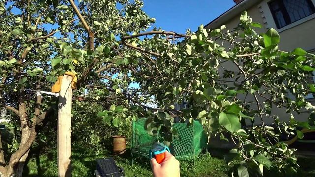 Осеннее удобрение садовых деревьев