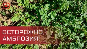 Администрация с.Новолакское получила предостережение за нарушения карантина растений