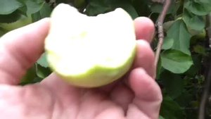 Собираю яблоки. Сколько можно собрать ведер с одной яблони?