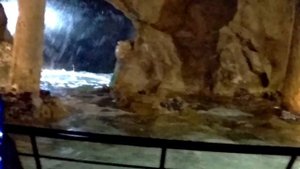 Кормежка скатов. Океанариум. Санкт-Петербург