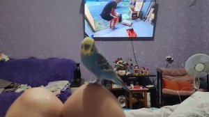 Птичкины красавчики попугайчики Кеша Тиша