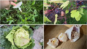 3 сентября. Увожу лук домой. А грибочки растут😁. Лопнула капуста