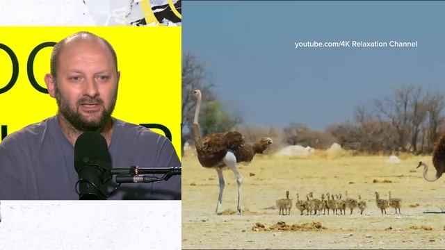 Занимательная орнитология  Александр Каширский Лекция 2025  Мослекторий