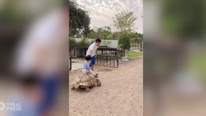 Мальчуган на черепахе / видео приколы 2025 смотреть онлайн / приколы видео самые смешные /