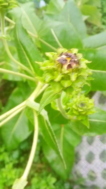 Вместо солнышка #shorts_video #природныепейзажи #дача