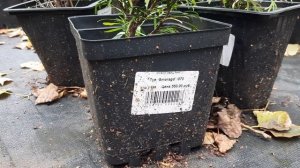 экскурсия большая 06 09 2025 Ботанический сад-институт УНЦ РАН уфа башкирия