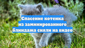 Спасение котенка из заминированного блиндажа сняли на видео