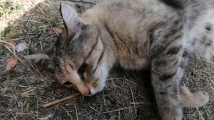 Владик и кошка 6 Сентября