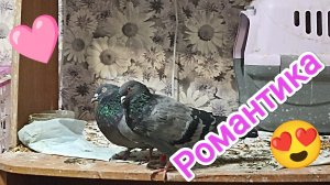 06-09-2025. Романтика.