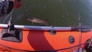 Такая трудная но позновательная  рыбалка.Крупные раки.