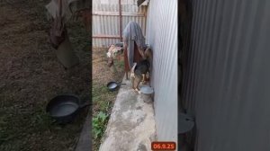 Чума. Сначала была Пиратка. Сейчас Кукленок. Состояние тяжёлое.