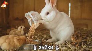 Зая и Зайчата 🐰🐇🐇 Веселые истории из жизни семейства зайчиков (37)