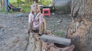Обезьянки 2 МАЛЫШКИ симпатюли на поводке во дворе