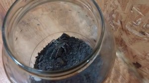 Паук против пчелы!