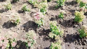 Немного истории о моей родной деревне.