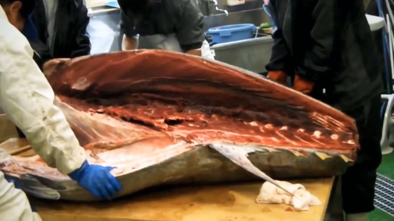 Разделка 300кг Гигантской Рыбины (Тунец) смотреть онлайн