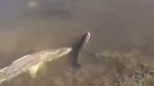 Видео от За Трофеем: Охота и Рыбалка