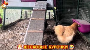 Шелковые курочки пушистые шарики ❣️🤗😂 (11)