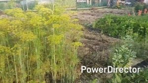 Урожай удался