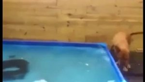 Командная собачья работа / видео приколы 2025 смотреть онлайн / приколы видео самые смешные /