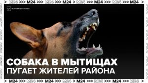 Жители Мытищ обеспокоены из-за агрессивной собаки, напавшей на щенка - Москва 24