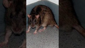 Гнилые людишки (моё личное стихотворение)