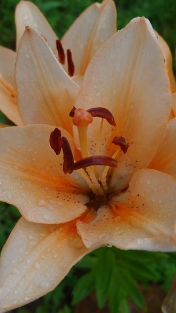 Лилии и лилейники #flowers #дачное