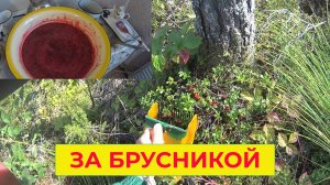 На Вездеходе еду за Брусникой