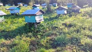 Вывозим пчёл с кочевки на пасеку. Медосбор окончен и в степи.