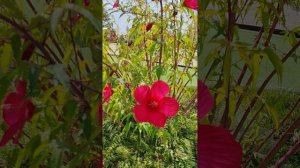 Сочи набережная в сентябре...