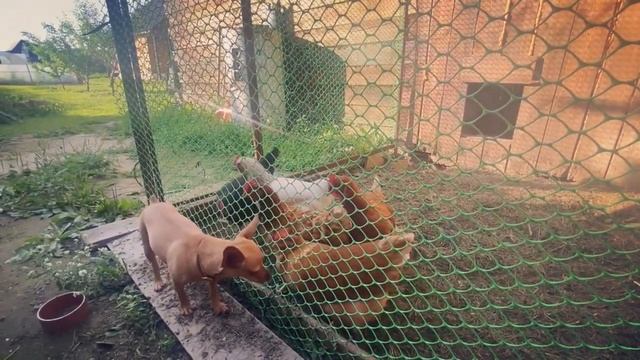 Деревенский день. Музыка от души