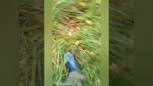 Рыжик и груздь соседи сегодня