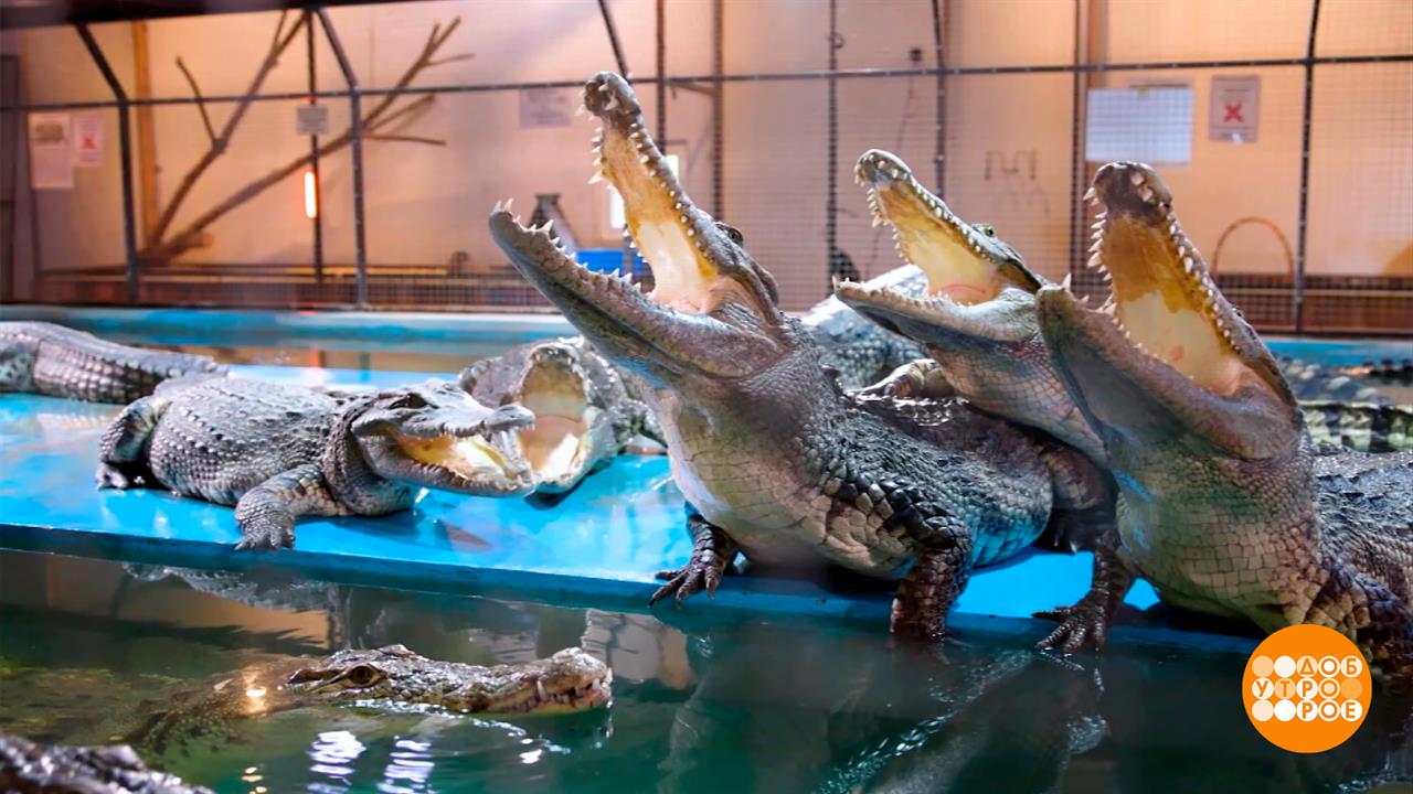 Все работы хороши. Даже среди крокодилов! Доброе утро. Суббота. Фрагмент выпуска от 06.09.2025