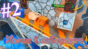 Хомяк в лабиринте (2 серия)