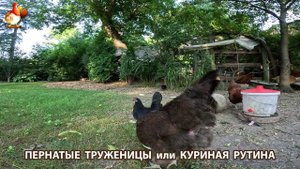 Куры несушки свободного выгула и их обычная куриная рутина – эпизод (677)