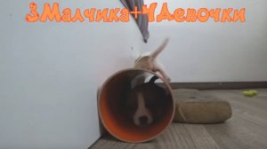 Щенки Джек Рассел Терьер! 2025