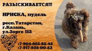 Пропала собака! ИРИСКА. Пудель. респ. Татарстан, г. Казань