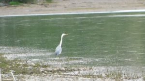 Журавль рыбачит