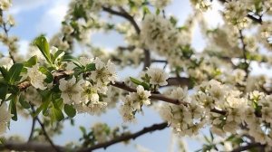 Цветущая алыча